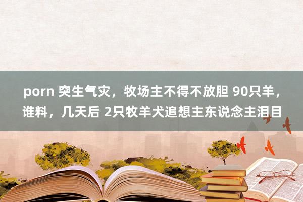 porn 突生气灾，牧场主不得不放胆 90只羊，谁料，几天后 2只牧羊犬追想主东说念主泪目