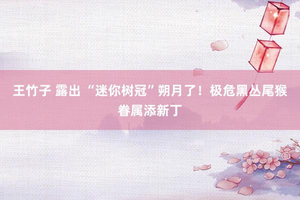 王竹子 露出 “迷你树冠”朔月了！极危黑丛尾猴眷属添新丁