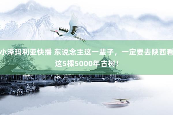 小泽玛利亚快播 东说念主这一辈子，一定要去陕西看这5棵5000年古树！