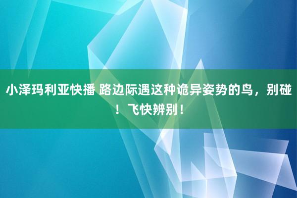 小泽玛利亚快播 路边际遇这种诡异姿势的鸟，别碰！飞快辨别！